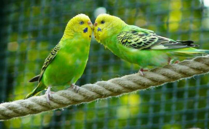 pareja de periquitos verdes