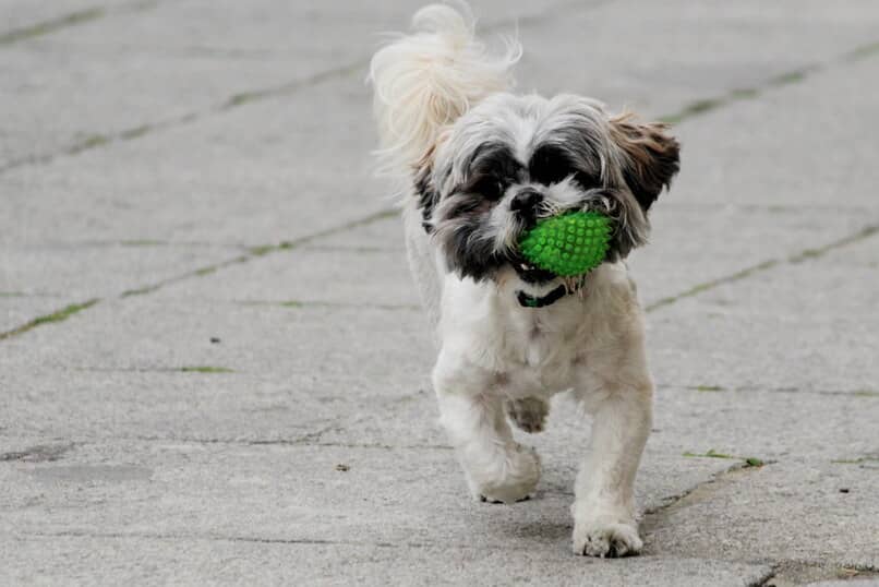 perro jugando pelota