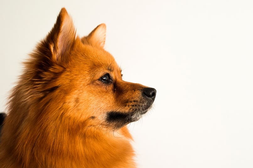 perra de color marron