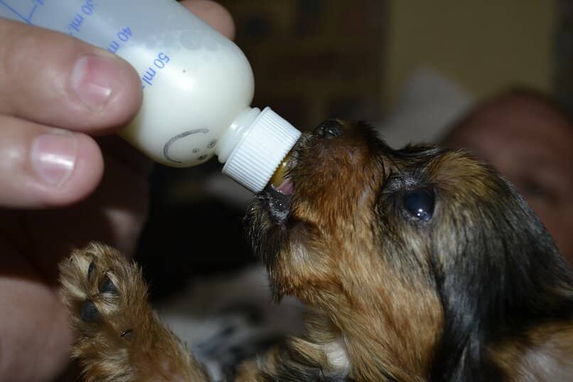 leche biberon cachorro