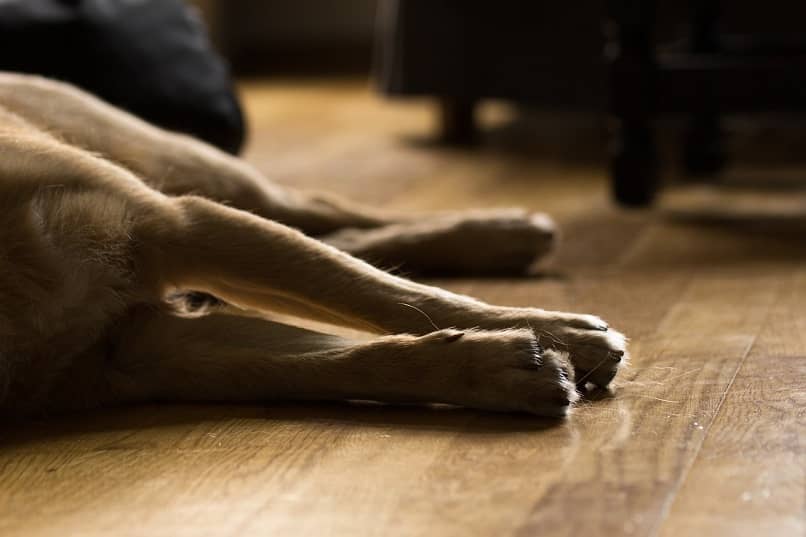 el perro puede estar en el piso por los fuertes sintomas