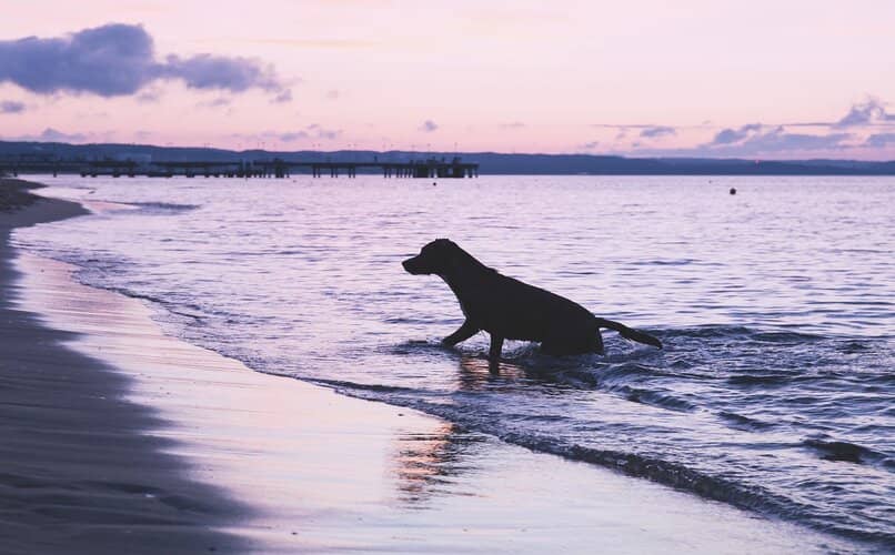perro de agua nadando en la playa