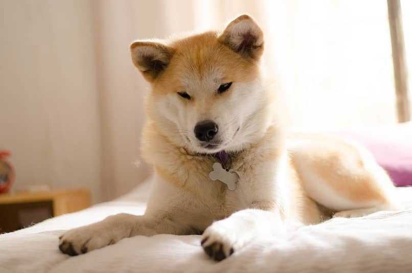 hermoso perro akita