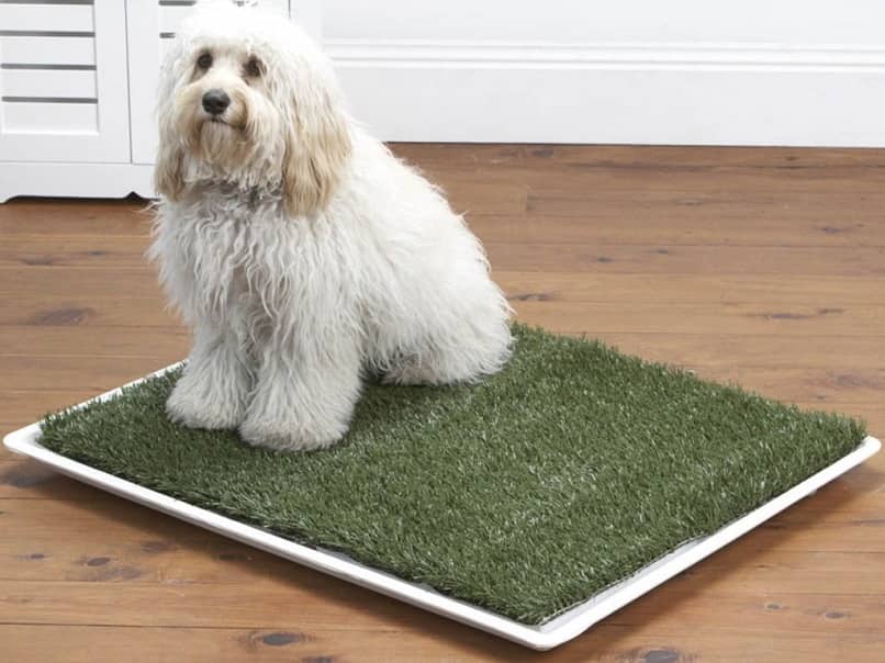 perro sentado alfombra
