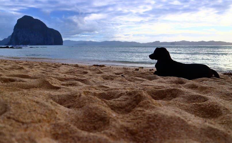 perro de agua de paseo en la playa