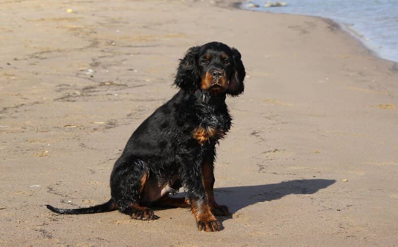 perro en la playa sobre la arena