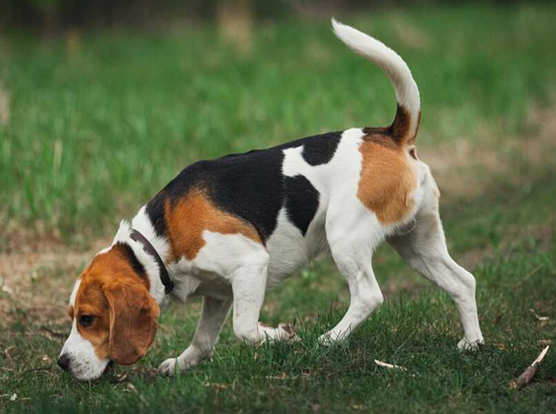 perro beagle explora