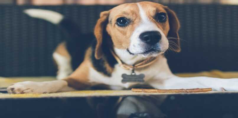 perro beagle lindo