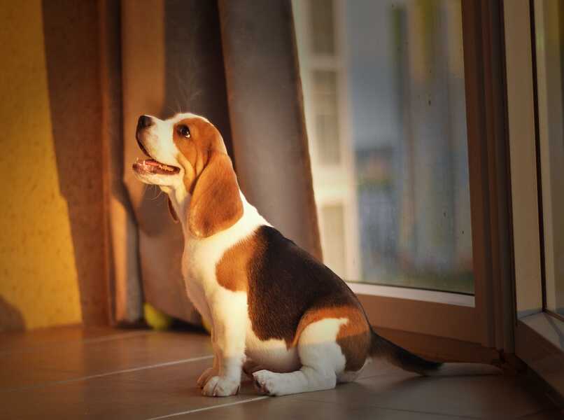beagle feliz sentado