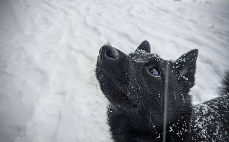 perro schipperke viendo la nieve