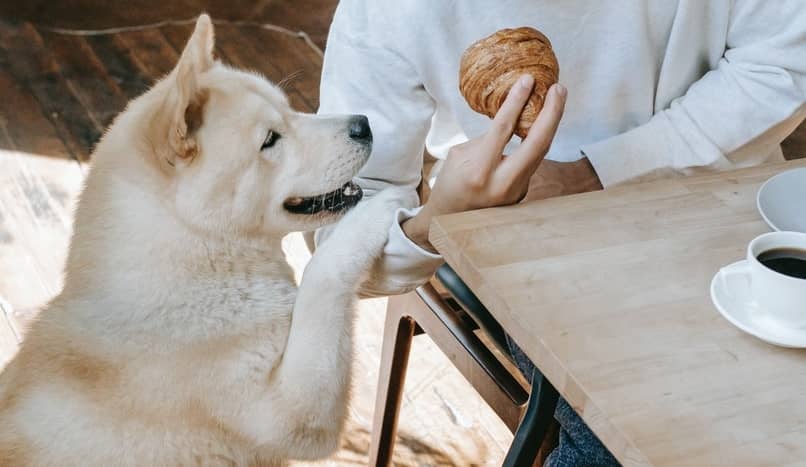 tipo de pan que le puedes ofrecer a un perro
