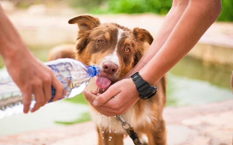perro bebiendo agua desde botella plastica