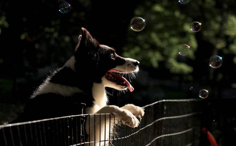 perro jugando con burbujas en la noche