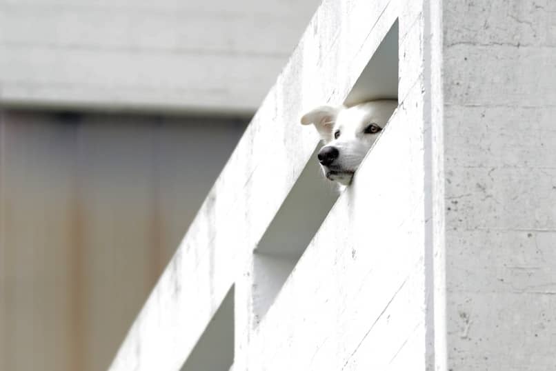 precauciones a tomar con un perro si se tiene balcon