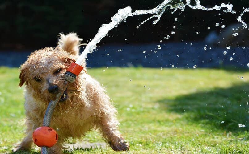 perro mordiendo juguete de agua