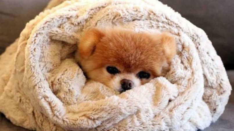 cachorro calientito en su cama para que deje de llorar en las noches