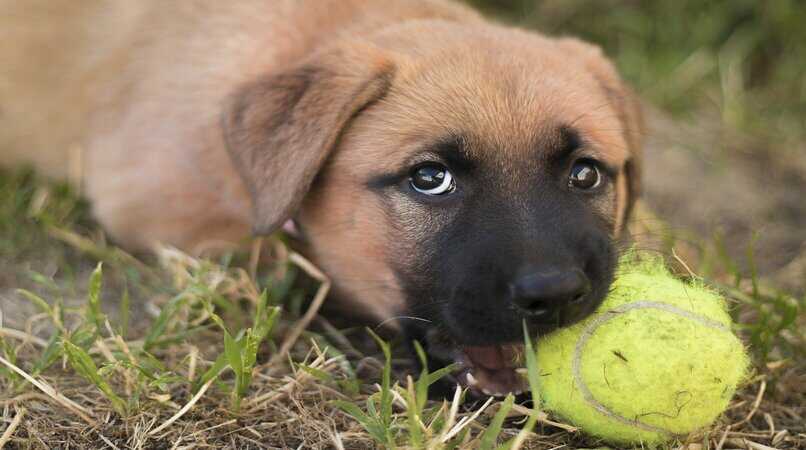 perro marron cachorro con una pelota