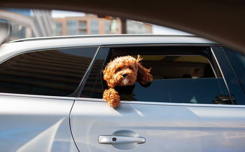 cachorro asomado por la ventana de coche