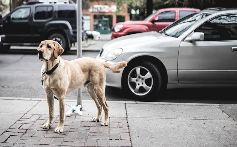 perro en la calle frente a coches