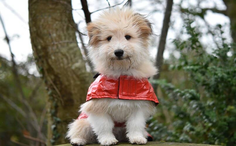 perro de paseo usando un tipo de capa