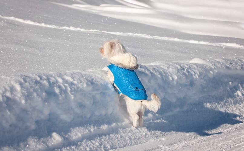 perro jugando en la nieve con ropa