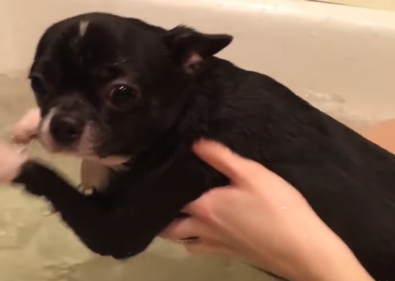 cachorro chihuahua bañandose