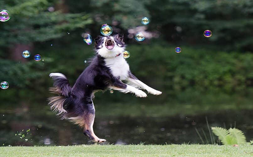 perro collie jugando con burbujas