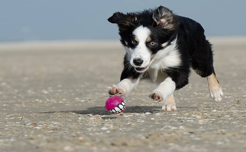 perrita jugando en la playa con pelota