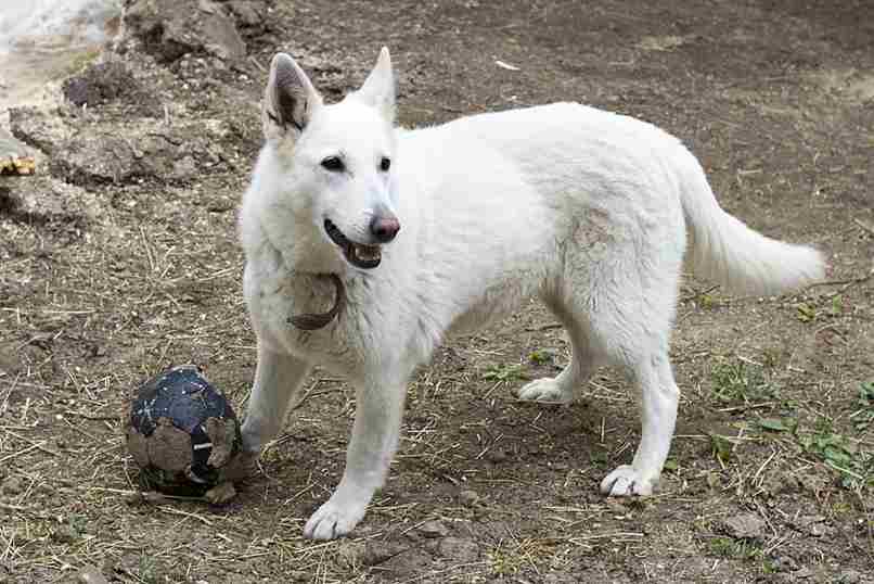 perro jugando con una pelota