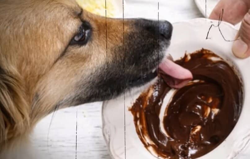 perro comiendo chocolate