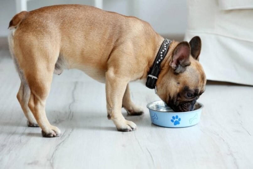 perro pequeno comiendo alimento