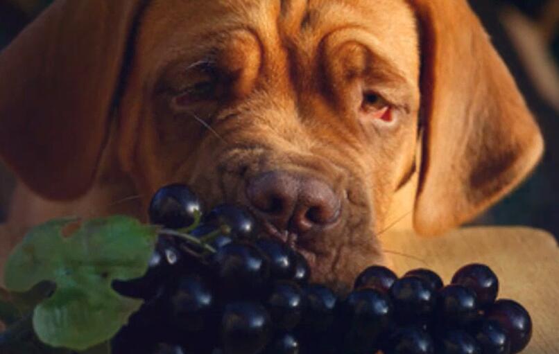 can comiendo uvas