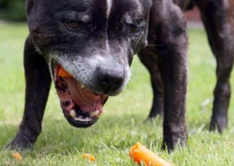 perro comiendo zanahoria cruda