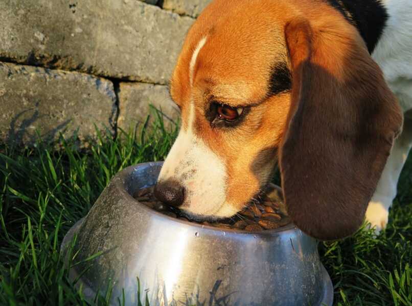 perro beagle comiendo