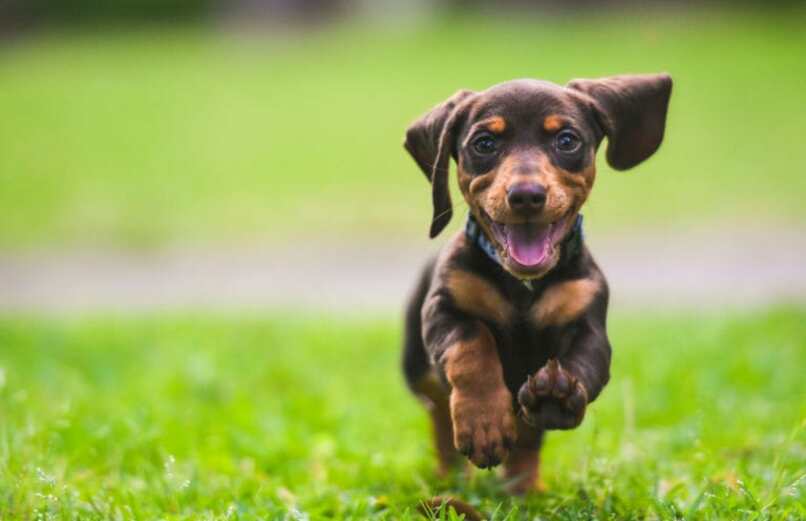 perro salchicha feliz corriendo