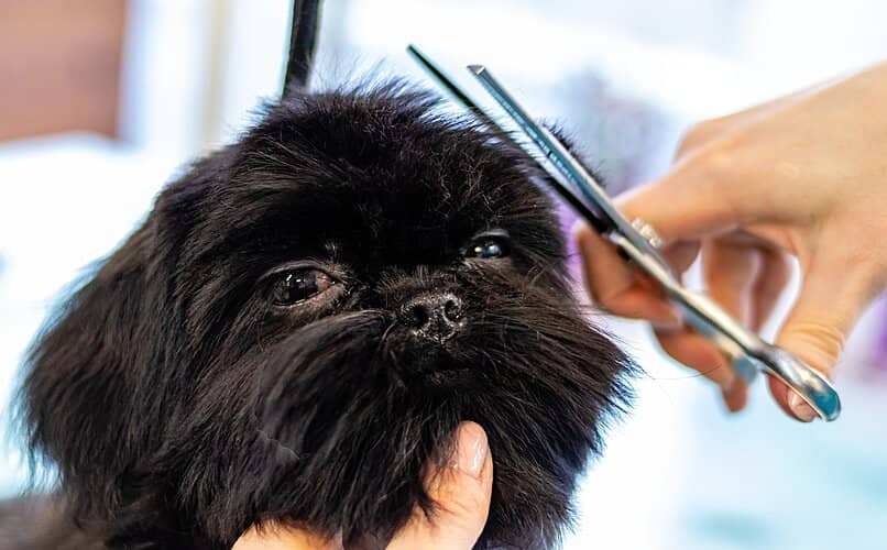 perro recibiendo corte de pelo con tijeras