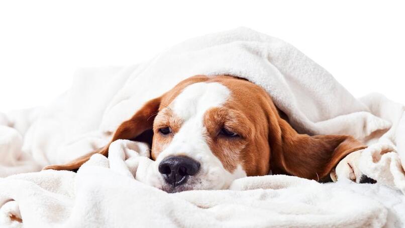 perro descansando bajo mantas 