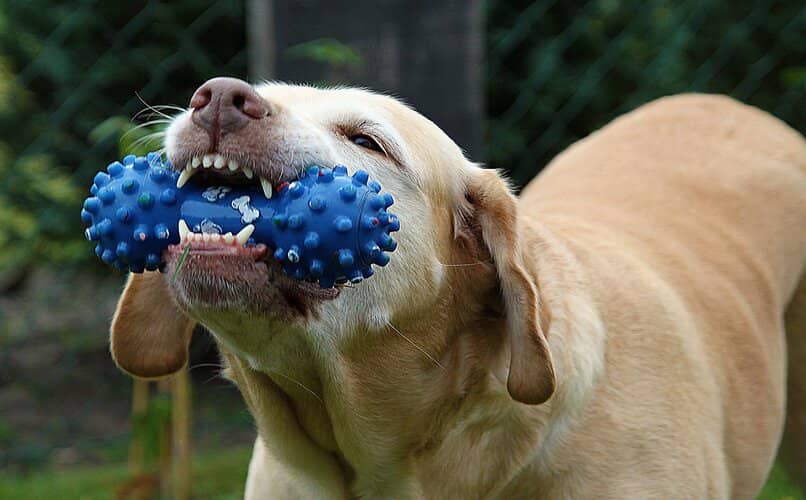 perro mordiendo juguete con los dientes