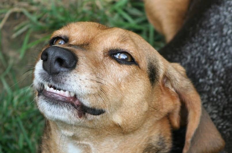 perro mostrando sus dientes para morder
