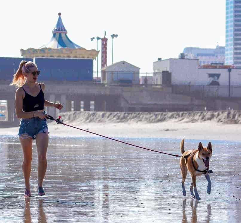 canino corriendo feliz en la playa