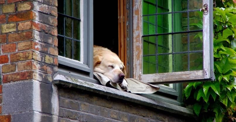 protecciones para perro en un balcon