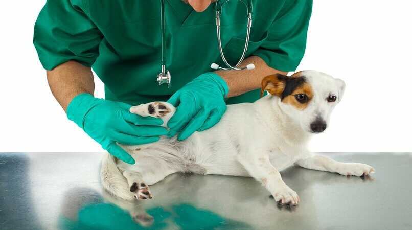 perro siendo revisado por el veterinario