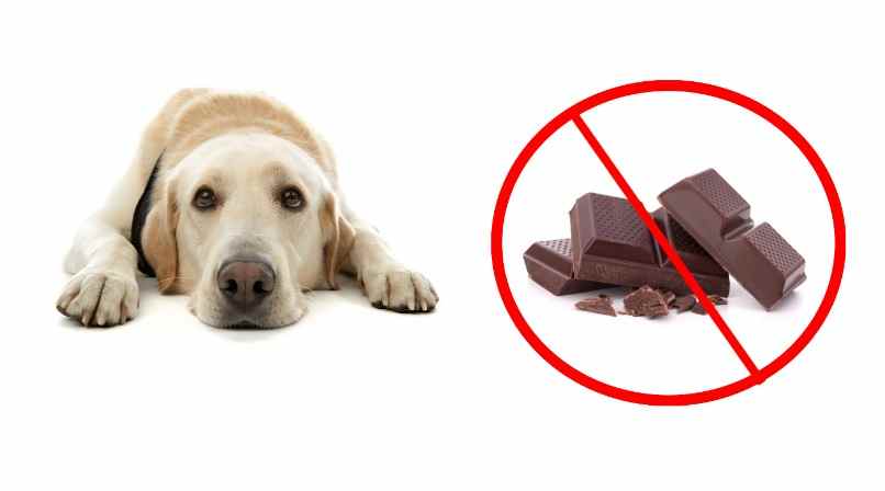 prohibicion del chocolate en la alimentacion de los perros