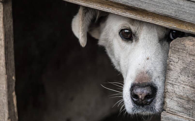 perro con manchas negras en los ojos