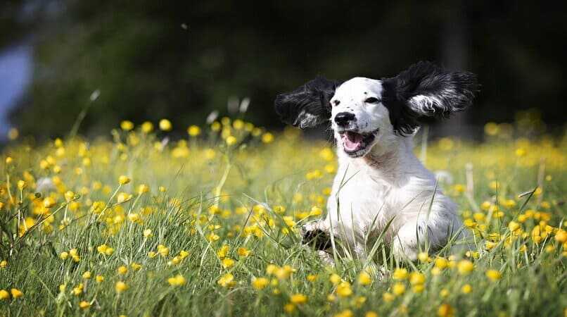perro corriendo feliz