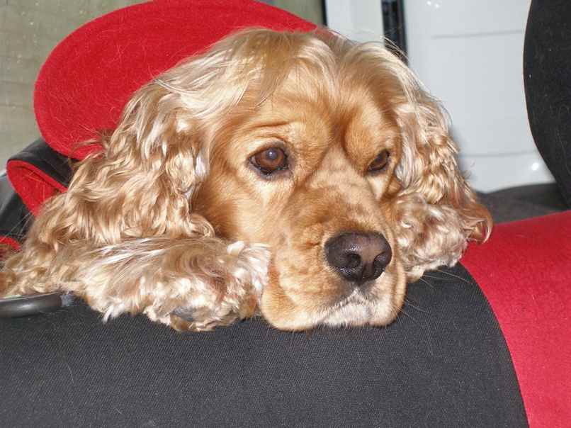 perro con cabeza recostada en sillon