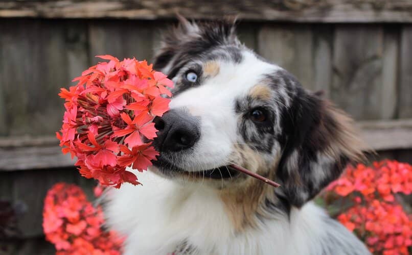 perro jugando con rosas rojas