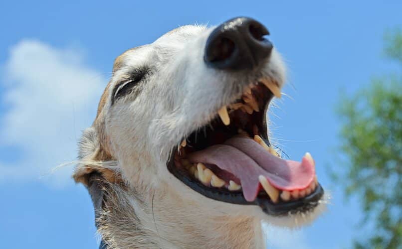 perro galgo mostrando sus dientes