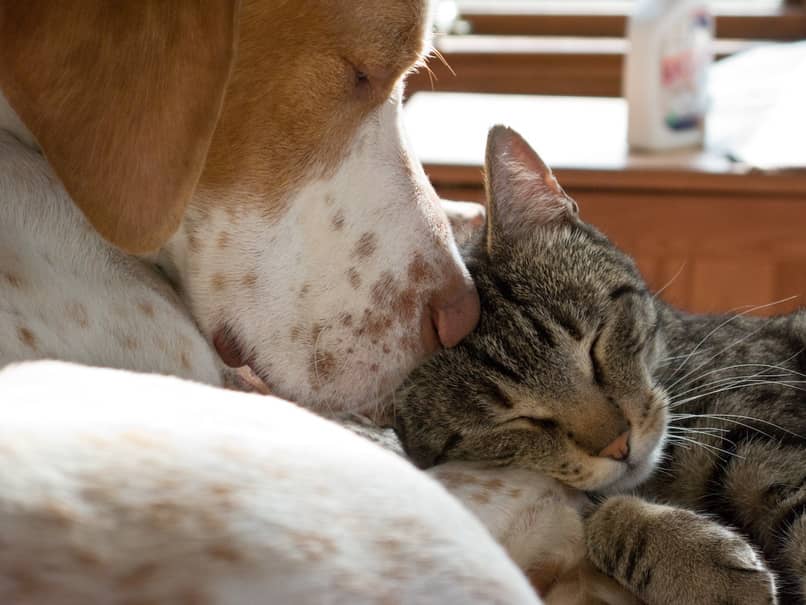 grado de socializacion entre perro y gato