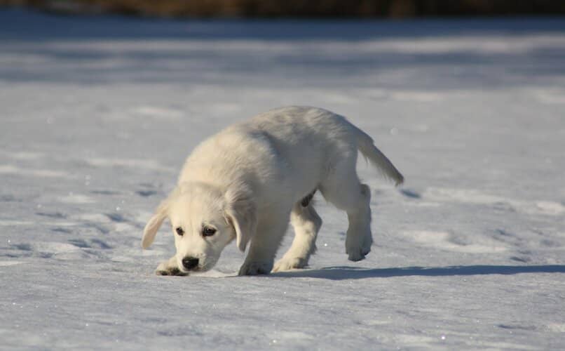perrito olfateando presa en la nieve